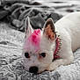 dog, puppy, white_dog, pink_mohawk, dyed_fur, studded_collar, bed, blanket, ears, big_eyes, close_up, portrait, pet, indoor, resting, cute, muzzle, paw, whiskers, soft_focus