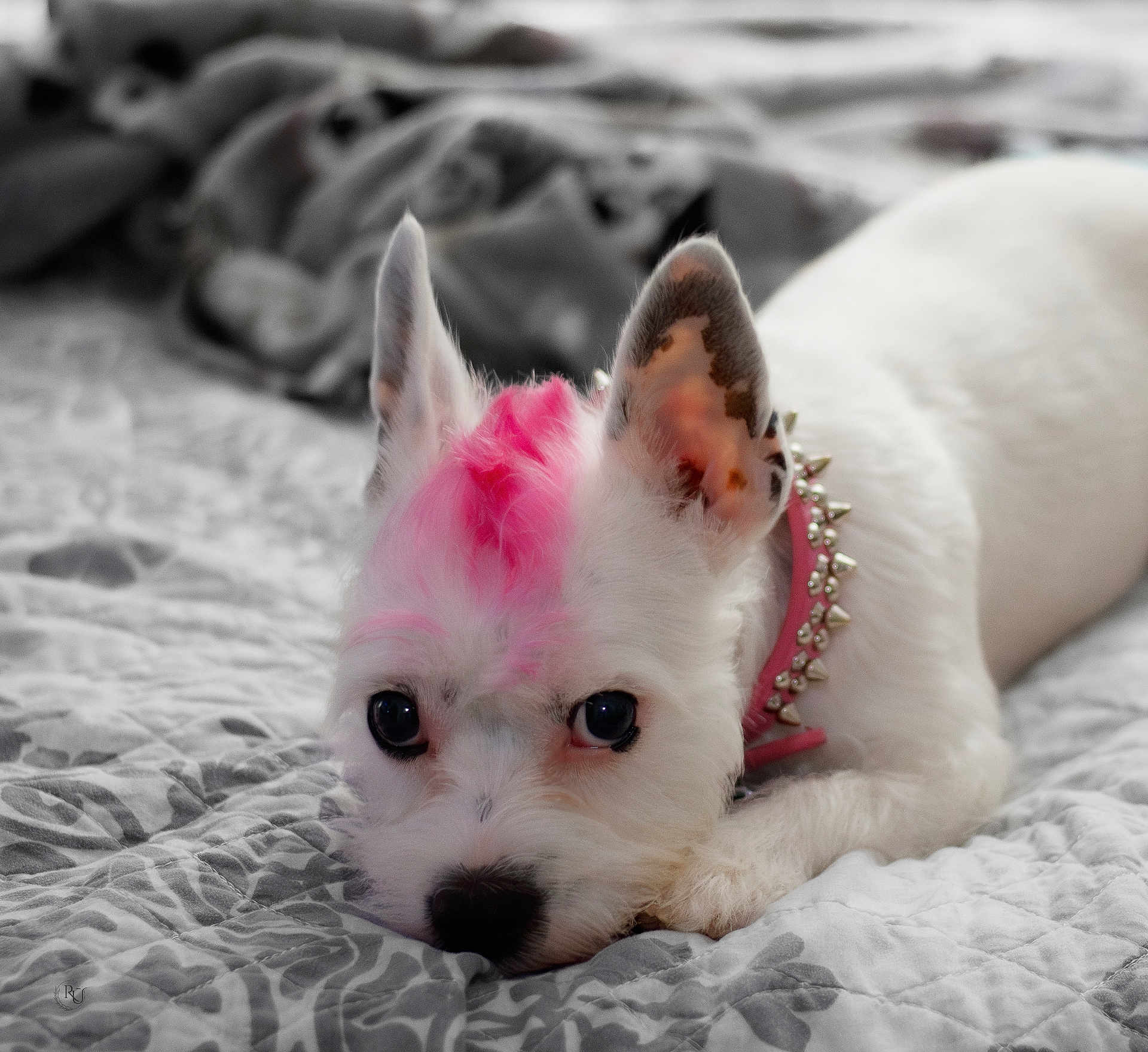 Asha is registered to the contest to win money with this photo: dog, puppy, white_dog, pink_mohawk, dyed_fur, studded_collar, bed, blanket, ears, big_eyes, close_up, portrait, pet, indoor, resting, cute, muzzle, paw, whiskers, soft_focus