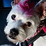 dog, pet, white_dog, pink_dye, close_up, portrait, big_eyes, nose, ear, fur, harness, studded_collar, cute, curious, small_dog, whiskers, indoor, shallow_depth_of_field, texture, accessory