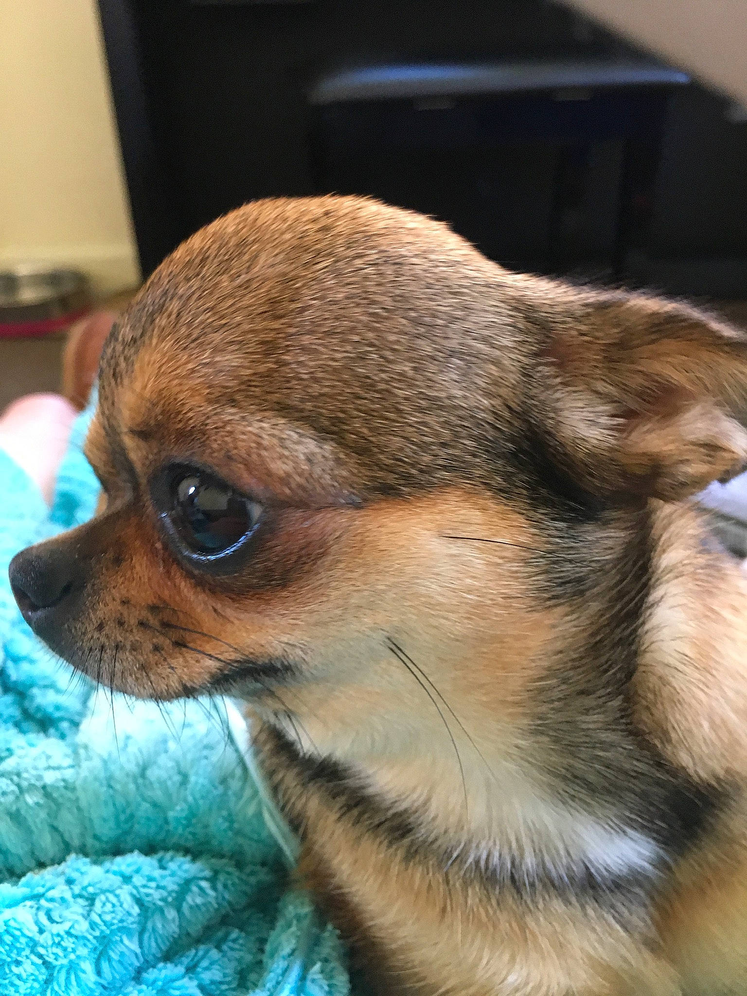 Piper joined the competition — help win amazing prizes! canidae, carnivore, companion_dog, dog, dog_breed, fawn, fur, puppy, snout, terrestrial_animal, toy_dog, whiskers