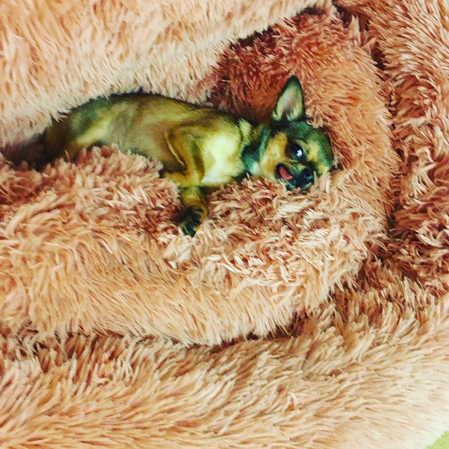 Piper joined the competition — help win amazing prizes! canidae, carnivore, close_up, dog_breed, fawn, felidae, fur, grass, green, snout, tail, terrestrial_animal, wildlife, working_animal