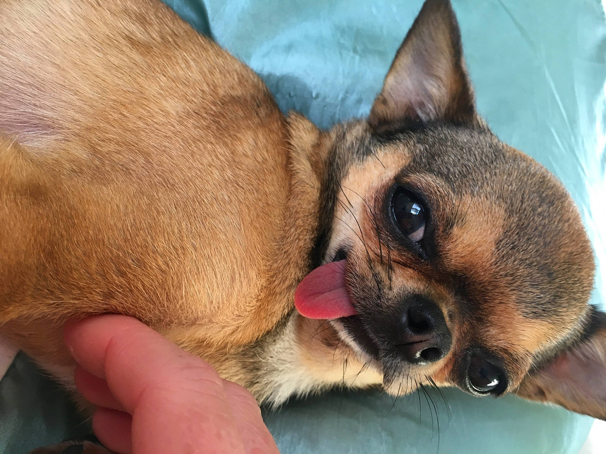 Piper is registered to the contest to win money with this photo: canidae, carnivore, clock, comfort, companion_dog, dog, dog_breed, ear, eyelash, fawn, foot, fur, paw, snout, sporting_group, terrestrial_animal, toy_dog, whiskers, wildlife, working_animal