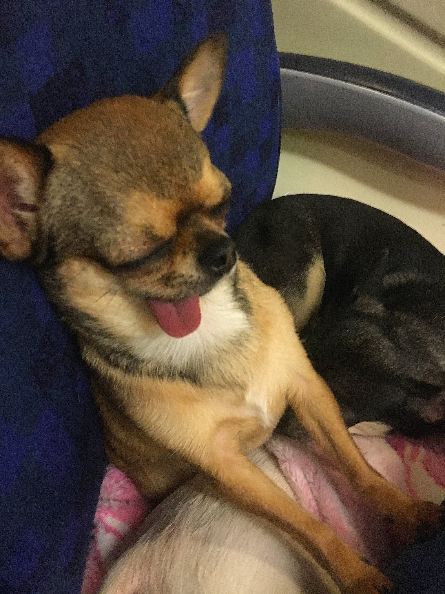 Piper joined the competition — help win amazing prizes! canidae, carnivore, comfort, companion_dog, corgi_chihuahua, dog, dog_breed, fawn, foot, fur, jaw, mammal, paw, snout, sporting_group, terrestrial_animal, toy_dog, whiskers, working_animal, working_dog