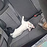 cat, kitten, car, car_interior, seat, backseat, seatbelt, white_cat, pet, animal, fur, green_eyes, looking_up, relaxed, indoor, vehicle, curious, black_spot, cute, young_cat