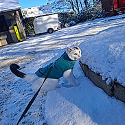 Nala a rejoint le concours — aidez-le/la à gagner de superbes lots ! cat, snow, leash, coat, outdoor, winter, animal, pet, curious, white_cat, black_markings, snowy_ground, blue_sky, trees, building, vehicle, daylight, nature, feline, exploration