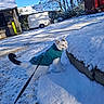 cat, snow, leash, coat, outdoor, winter, animal, pet, curious, white_cat, black_markings, snowy_ground, blue_sky, trees, building, vehicle, daylight, nature, feline, exploration