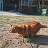 Kiara a rejoint le concours — aidez-le/la à gagner de superbes lots ! cat, ginger_cat, outdoor, dirt, leash, barn, sunlight, animal, pet, grass, rural, building, nature, ground, feline, daytime, curious, quiet, shadow, harness