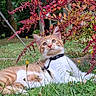 Aslan a rejoint le concours — aidez-le/la à gagner de superbes lots ! cat, orange_cat, white_cat, grass, garden, leaves, red_leaves, orange_leaves, outdoor, nature, pet, animal, feline, curious, harness, lying_down, greenery, flora, young_cat, closeup