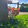 Aslan participe au concours pour gagner de l'argent avec cette photo : cat, ginger_cat, white_cat, grass, outdoor, sunlight, blue_sky, clouds, metal_post, greenery, nature, curious, pet, animal, daylight, shadow, plant, fence, close_up, mammal