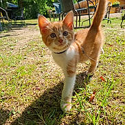 Aslan participe au concours pour gagner de l'argent avec cette photo : kitten, cat, orange_cat, white_cat, outdoor, grass, sunlight, pet, animal, nature, leash, collar, garden, chair, table, daytime, curious, walking, young_animal, playful