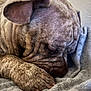 Tixy a rejoint le concours — aidez-le/la à gagner de superbes lots ! animal, back, blanket, bodypart, boxer, bulldog, canine, dog, frenchbulldog, hound, person, pet, pitbull, pug, puppy, sleeping, snout, towel