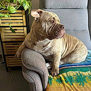 Tixy a rejoint le concours — aidez-le/la à gagner de superbes lots ! animal, armchair, boxer, bulldog, canine, chair, couch, cushion, dog, frenchbulldog, furniture, homedecor, indoors, interiordesign, leaf, pet, pitbull, plant, pottedplant, puppy