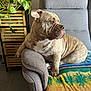 animal, armchair, boxer, bulldog, canine, chair, couch, cushion, dog, frenchbulldog, furniture, homedecor, indoors, interiordesign, leaf, pet, pitbull, plant, pottedplant, puppy