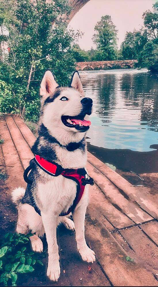 Nala participe au concours pour gagner de l'argent avec cette photo : alaskan_malamute, canidae, carnivore, dog, dog_breed, east_siberian_laika, jamthund, mammal, native_american_indian_dog, northern_inuit_dog, saarloos_wolfdog, sakhalin_husky, seppala_siberian_sleddog, siberian_husky, sled_dog, tamaskan_dog, tree, vertebrate, wolfdog, working_dog
