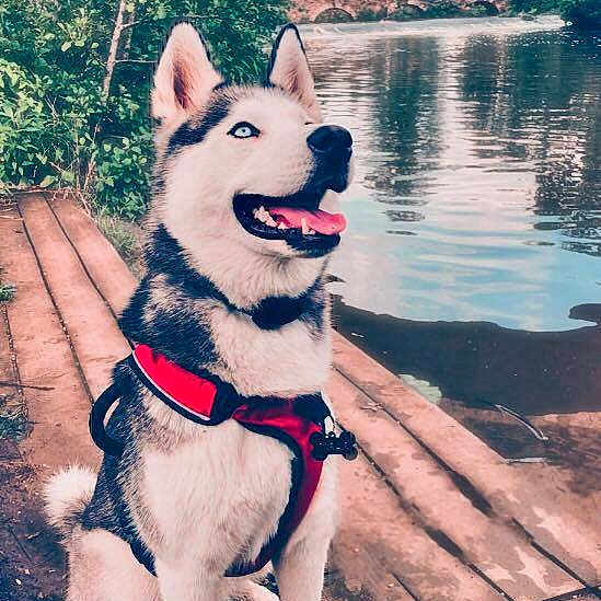 Nala
