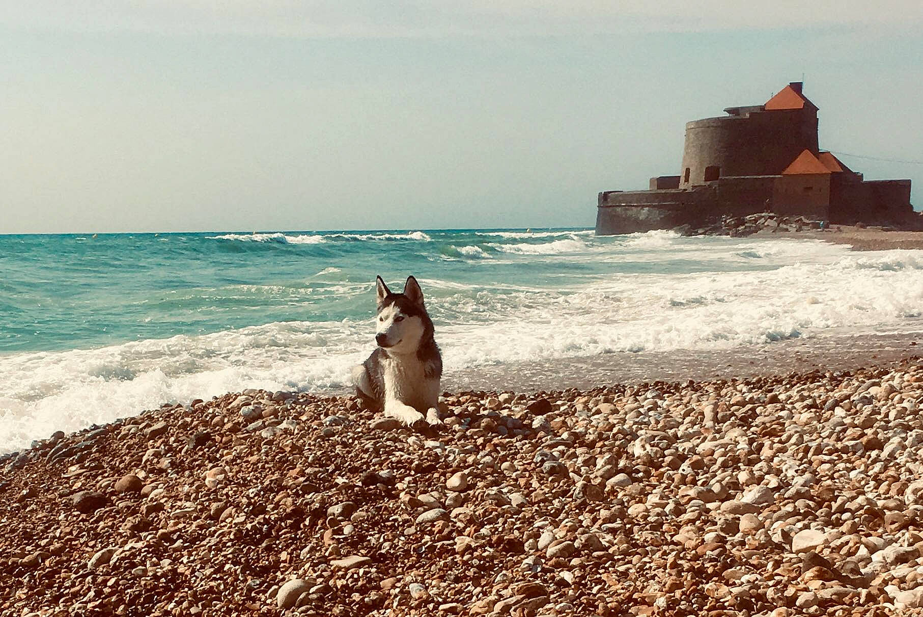 Nala a rejoint le concours — aidez-le/la à gagner de superbes lots ! beach, canidae, coast, coastal_and_oceanic_landforms, fawn, ocean, sand, sea, shore, summer, vacation, wave