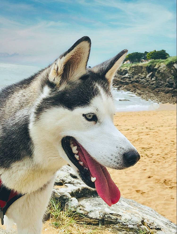 Nala participe au concours pour gagner de l'argent avec cette photo : alaskan_malamute, canadian_eskimo_dog, canidae, carnivore, czechoslovakian_wolfdog, dog, dog_breed, greenland_dog, mammal, native_american_indian_dog, northern_inuit_dog, saarloos_wolfdog, sakhalin_husky, seppala_siberian_sleddog, siberian_husky, sled_dog, snout, tamaskan_dog, vertebrate, wolfdog