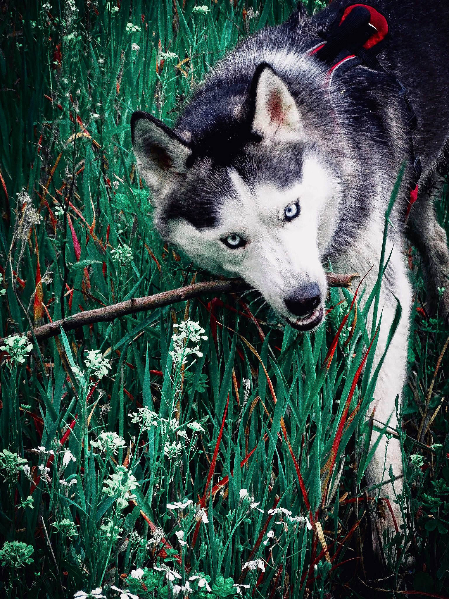 Nala a rejoint le concours — aidez-le/la à gagner de superbes lots ! alaskan_malamute, canadian_eskimo_dog, canidae, canis, carnivore, dog, dog_breed, mammal, native_american_indian_dog, northern_inuit_dog, saarloos_wolfdog, sakhalin_husky, seppala_siberian_sleddog, siberian_husky, sled_dog, tamaskan_dog, vertebrate, west_siberian_laika, wolf, wolfdog