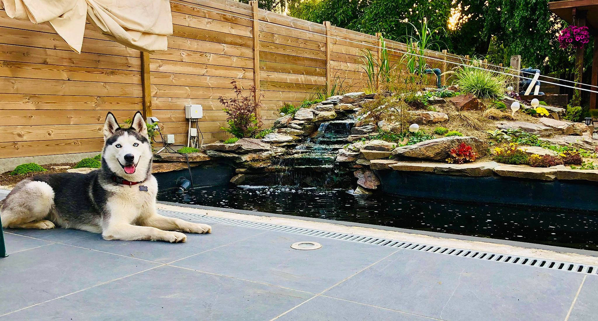 Nala participe au concours pour gagner de l'argent avec cette photo : alaskan_klee_kai, alaskan_malamute, canidae, carnivore, dog, dog_breed, flagstone, mammal, northern_inuit_dog, patio, sakhalin_husky, siberian_husky, sidewalk, sled_dog, vehicle, walkway, wolfdog, working_dog