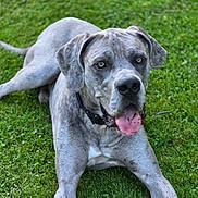 Cash joined the competition — help win amazing prizes! dog, canine, gray_dog, grass, outdoor, pet, tongue_out, collar, laying_down, animal, nature, mammal, friendly, cute, summer, relaxed, park, portrait, close_up, happy