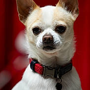 Vic participe au concours pour gagner de l'argent avec cette photo : dog, chihuahua, small_dog, pet, portrait, close_up, white_fur, brown_ears, large_ears, dark_eyes, collar, pet_tag, red_background, studio, animal, sitting, front_view, focused, adorable, funny_expression