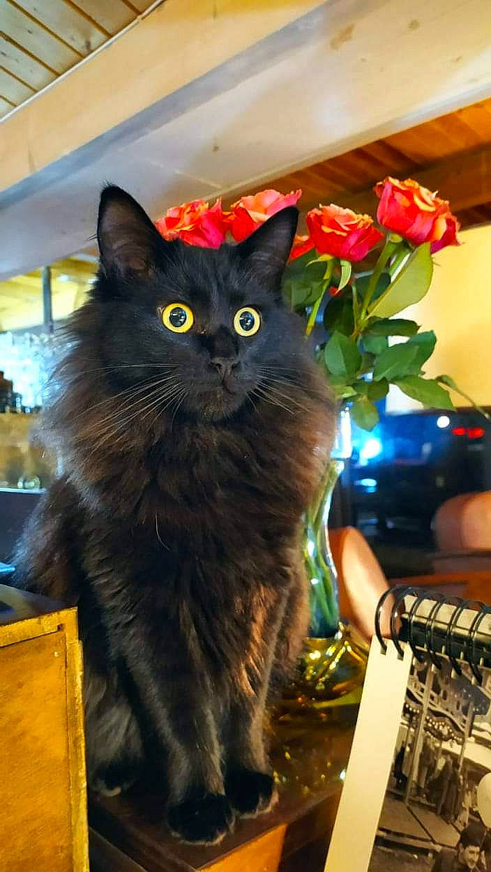 Tango participe au concours pour gagner de l'argent avec cette photo : black_cat, box, carnivore, cat, domestic_short_haired_cat, felidae, flower, flowerpot, fur, grass, houseplant, plant, room, rose, small_to_medium_sized_cats, snout, tail, vertebrate, whiskers, window