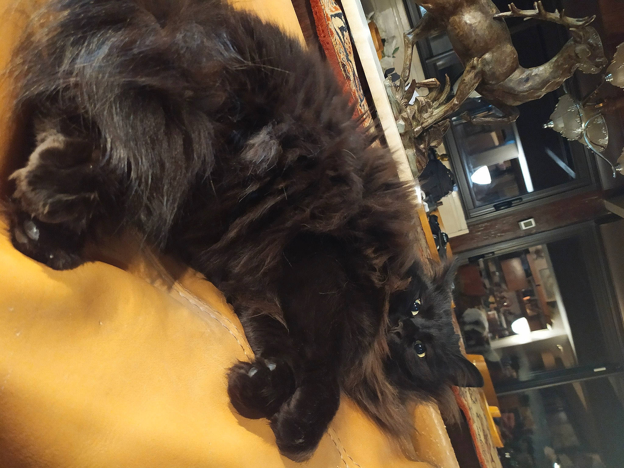 Tango participe au concours pour gagner de l'argent avec cette photo : canidae, carnivore, claw, companion_dog, dog, dog_breed, felidae, fur, guard_dog, liver, metal, snout, sporting_group, tail, terrestrial_animal, tourist_attraction, working_animal