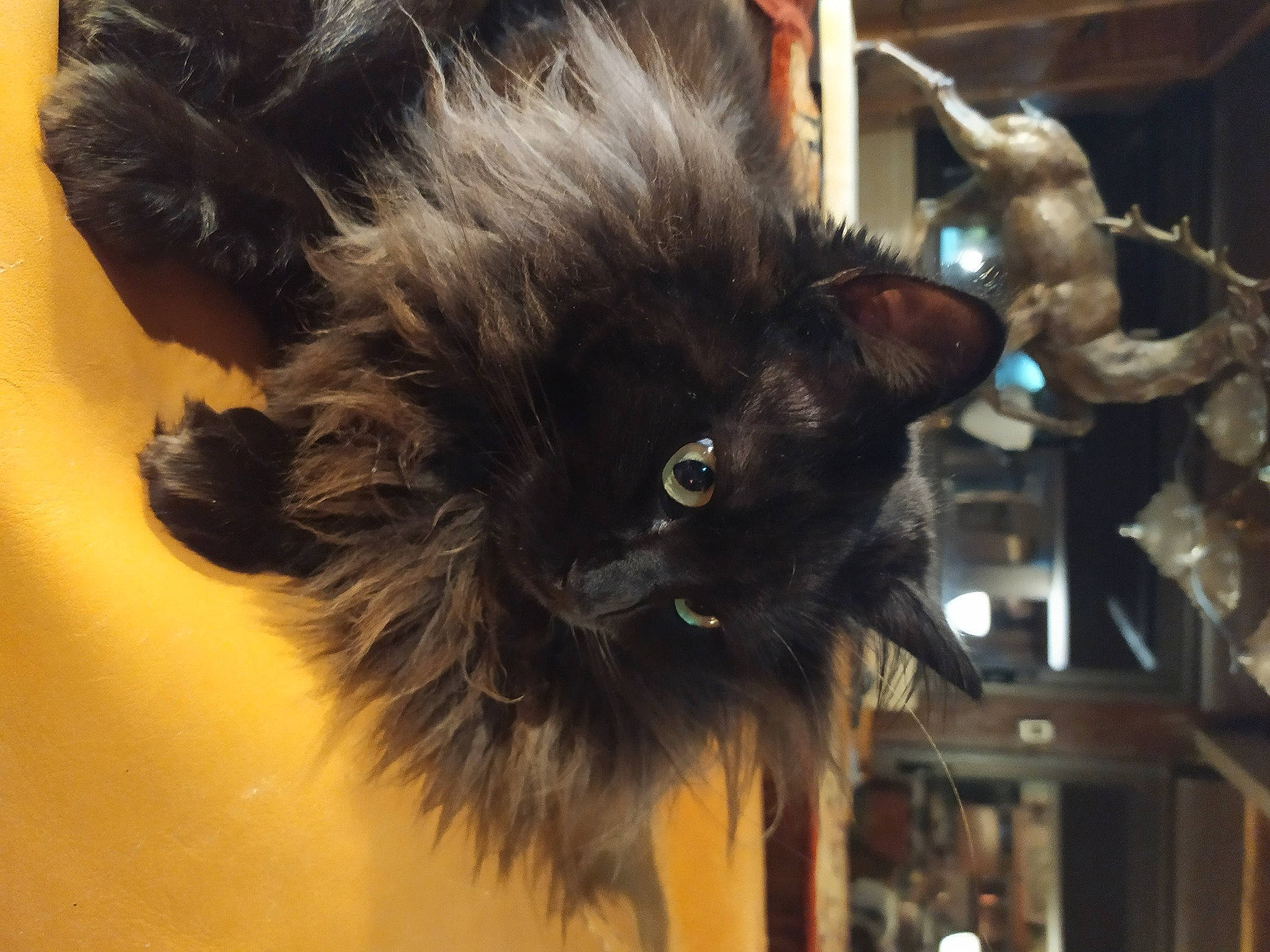 Tango a rejoint le concours — aidez-le/la à gagner de superbes lots ! black_cat, british_longhair, canidae, carnivore, cat, claw, companion_dog, dog_breed, domestic_short_haired_cat, fawn, felidae, fur, liver, paw, small_to_medium_sized_cats, snout, tail, terrestrial_animal, whiskers, window