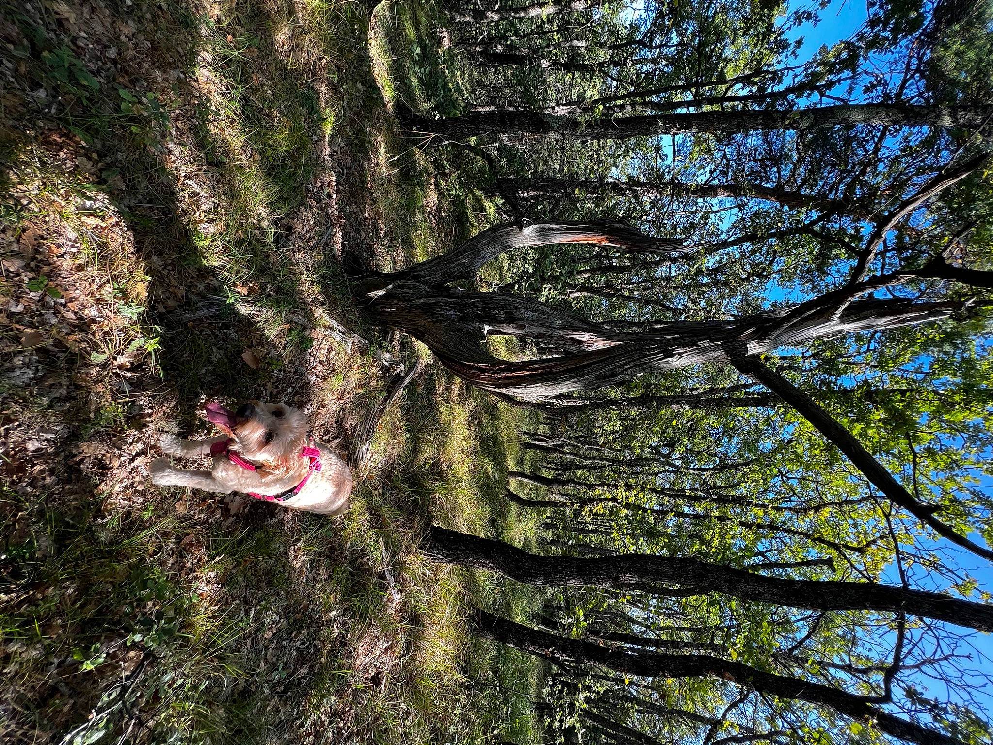 Caline participe au concours pour gagner de l'argent avec cette photo : deciduous, forest, grass, jungle, landscape, natural_landscape, old_growth_forest, people_in_nature, plant, recreation, sky, temperate_broadleaf_and_mixed_forest, terrestrial_plant, tints_and_shades, tree, trunk, twig, wood, woodland, woody_plant