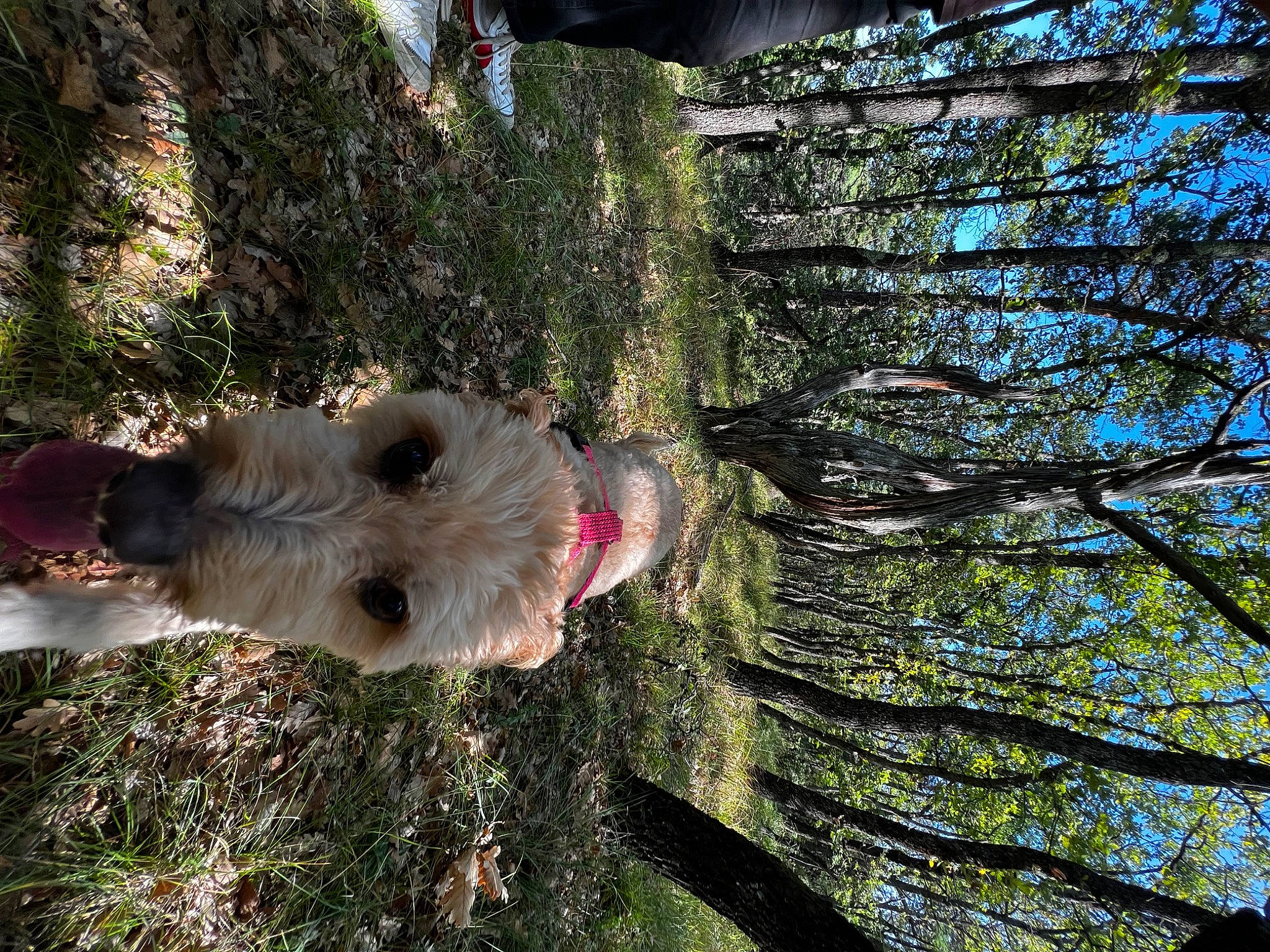 Caline participe au concours pour gagner de l'argent avec cette photo : branch, canidae, companion_dog, dog, dog_breed, fawn, flower, fun, fur, grass, plant, sky, sporting_group, tail, terrestrial_plant, tree, trunk, twig, wood