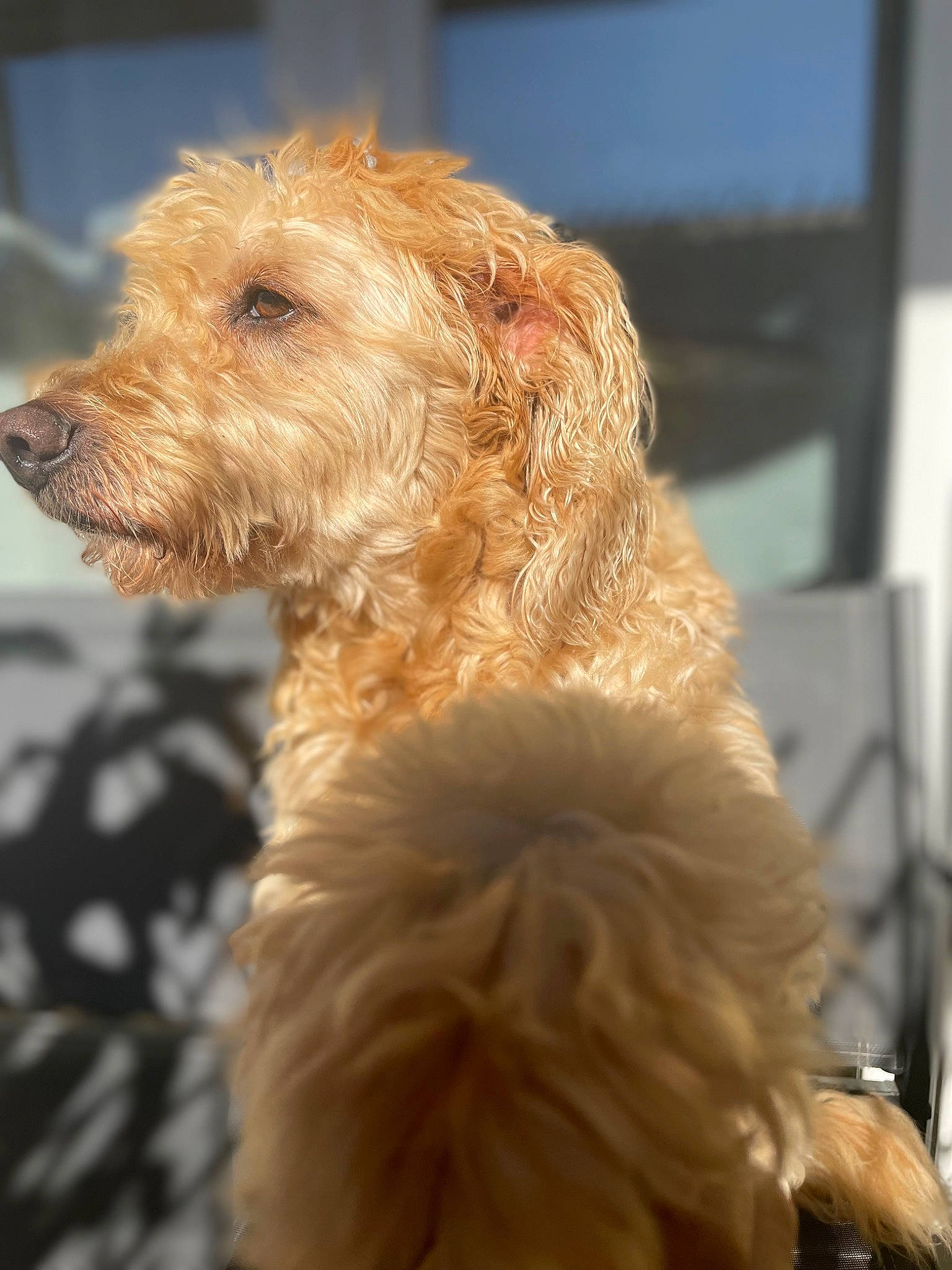 Caline participe au concours pour gagner de l'argent avec cette photo : airedale_terrier, cable_television, canidae, carnivore, collar, companion_dog, dog, dog_breed, dog_collar, fawn, fur, led_backlit_lcd_display, liver, small_terrier, snout, sporting_group, television, terrier, water_dog, working_animal