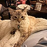 animal, blanket, box, cat, cozy, curious, cutlery, domestic, feline, fluffy, fur, indoor, mug, pet, plate, relaxed, resting, soft, table, whiskers