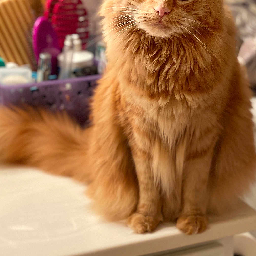 Simba is registered to the contest to win money with this photo: blurred_background, cat, close_up, curious, cute, domestic_animal, feline, fluffy, fur, furniture, green_eyes, grooming_tools, household_items, indoor, orange_cat, pet, portrait, sitting, tail, vanity_table