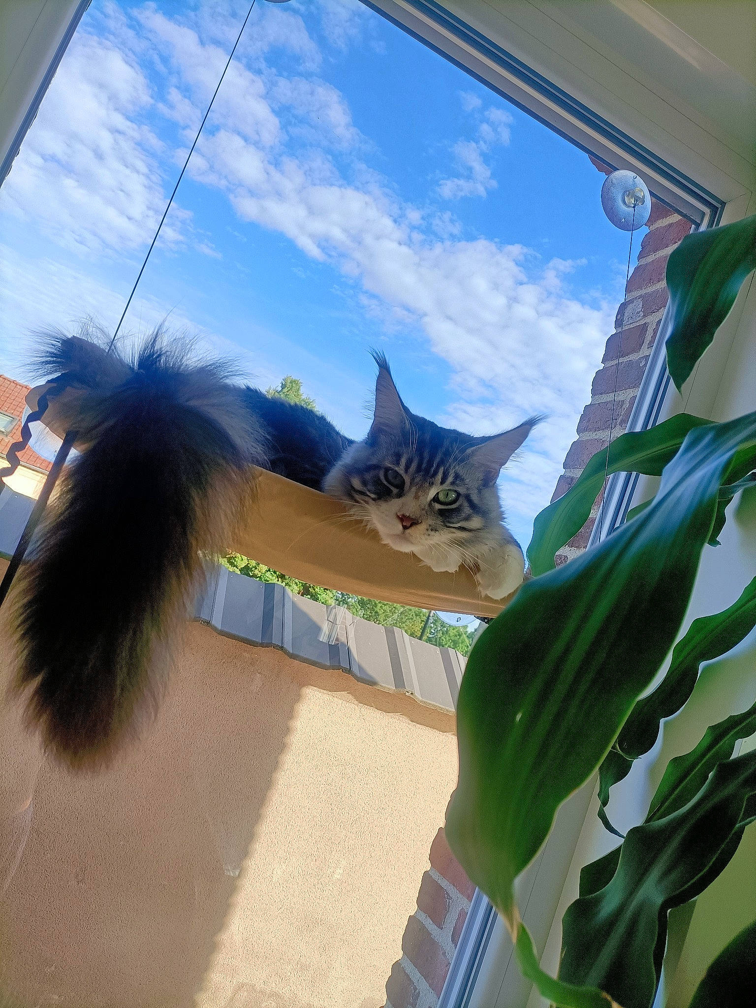 Swat participe au concours pour gagner de l'argent avec cette photo : azure, carnivore, cat, cloud, domestic_short_haired_cat, electric_blue, felidae, fur, glass, grass, organism, shadow, sky, small_to_medium_sized_cats, snout, tail, tints_and_shades, tree, whiskers, window