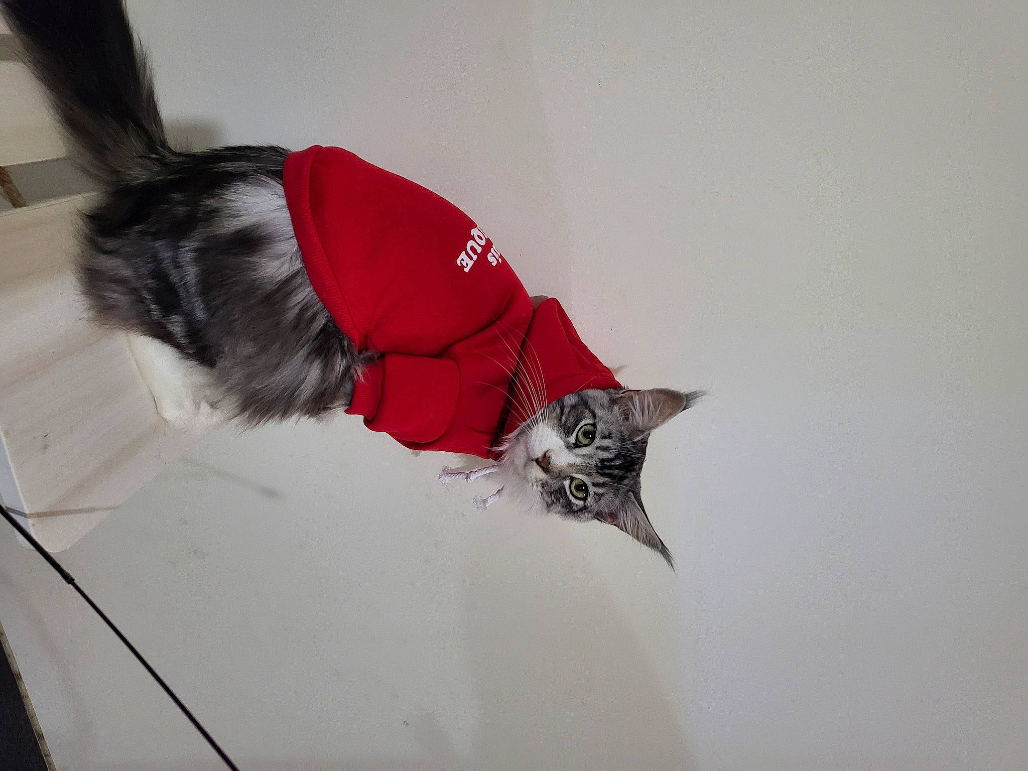 Swat a rejoint le concours — aidez-le/la à gagner de superbes lots ! art, black_cat, canidae, carmine, carnivore, collar, coquelicot, dog_breed, felidae, fur, paper, small_to_medium_sized_cats, sporting_group, tail, whiskers, window