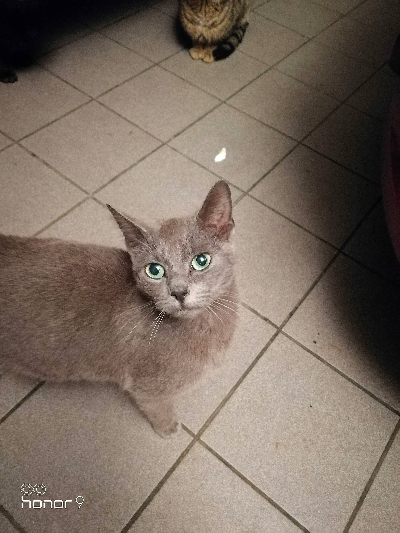 Minnie participe au concours pour gagner de l'argent avec cette photo : asian, burmilla, carnivore, cat, domestic_short_haired_cat, ear, european_shorthair, eye, fawn, felidae, iris, kitten, mammal, ojos_azules, photo_caption, small_to_medium_sized_cats, tile, tonkinese, vertebrate, whiskers