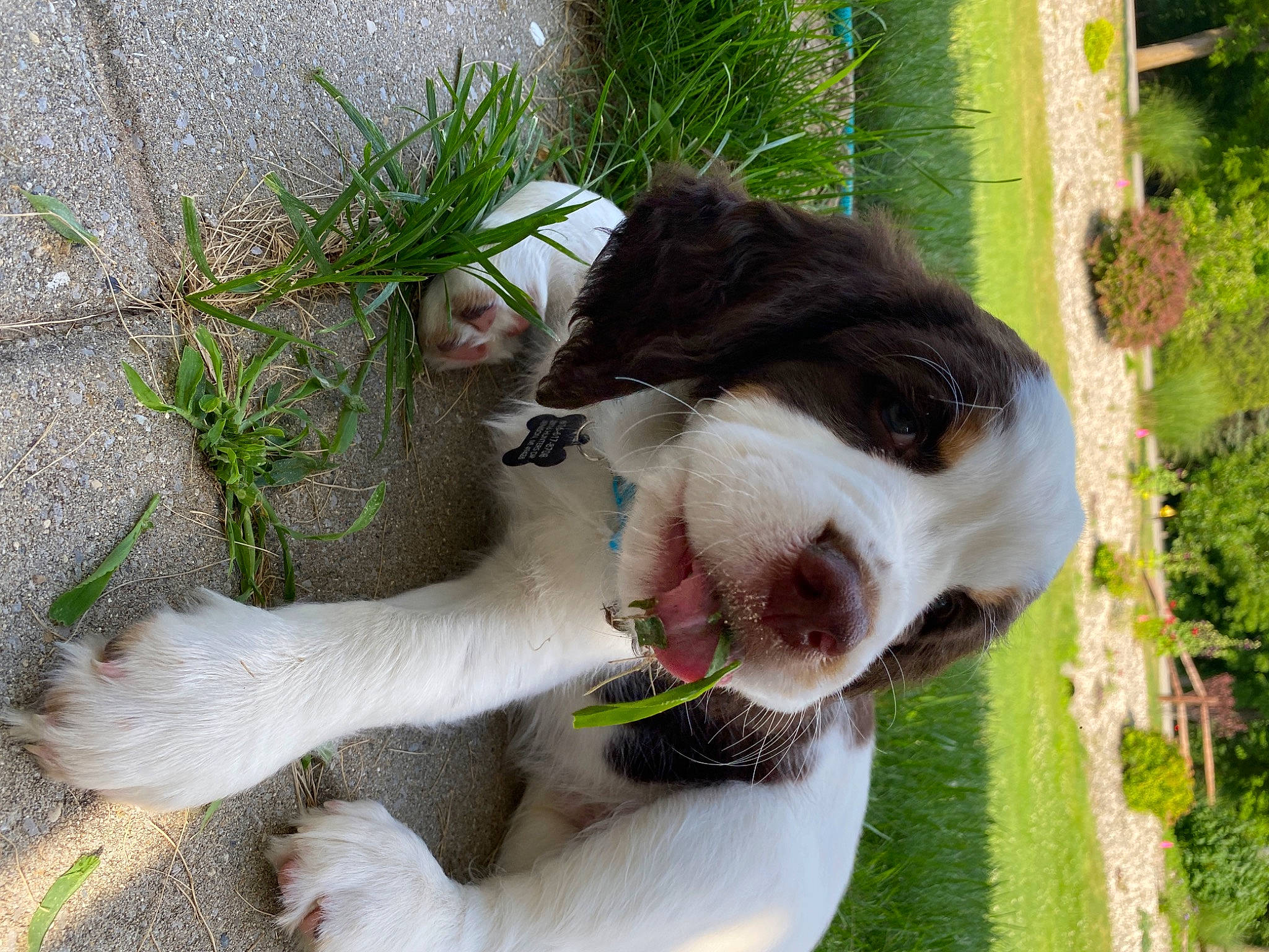 Romeo joined the competition — help win amazing prizes! bovine, canidae, carnivore, collar, companion_dog, dairy_cow, dog, dog_breed, dog_collar, fawn, fur, grass, livestock, plant, snout, sporting_group, tail, terrestrial_animal, whiskers, working_animal