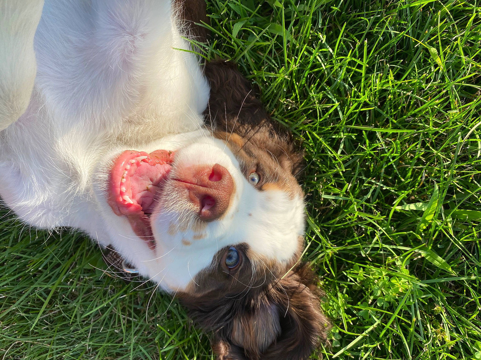 Romeo is registered to the contest to win money with this photo: beard, canidae, companion_dog, dog_breed, fang, fawn, felidae, fur, grass, grass_family, grassland, groundcover, pasture, people_in_nature, plant, snout, sporting_group, tail, terrestrial_animal, whiskers