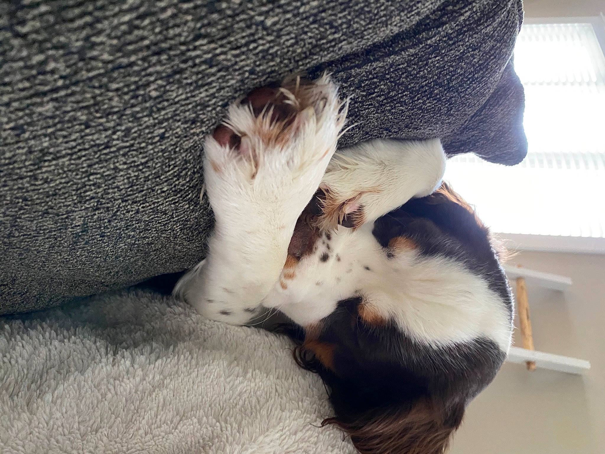 Romeo is registered to the contest to win money with this photo: canidae, cap, carnivore, cat, comfort, companion_dog, dog_breed, domestic_short_haired_cat, ear, felidae, fur, gesture, hat, paw, shelf, small_to_medium_sized_cats, snout, sporting_group, tail, whiskers