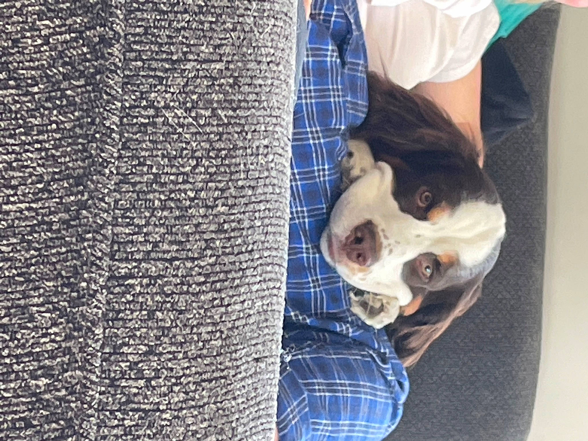 Romeo joined the competition — help win amazing prizes! bone, canidae, carnivore, companion_dog, dog, dog_breed, electric_blue, fawn, fur, mesh, pattern, plaid, skull, snout, sporting_group, textile, whiskers, wood, working_animal, woven_fabric