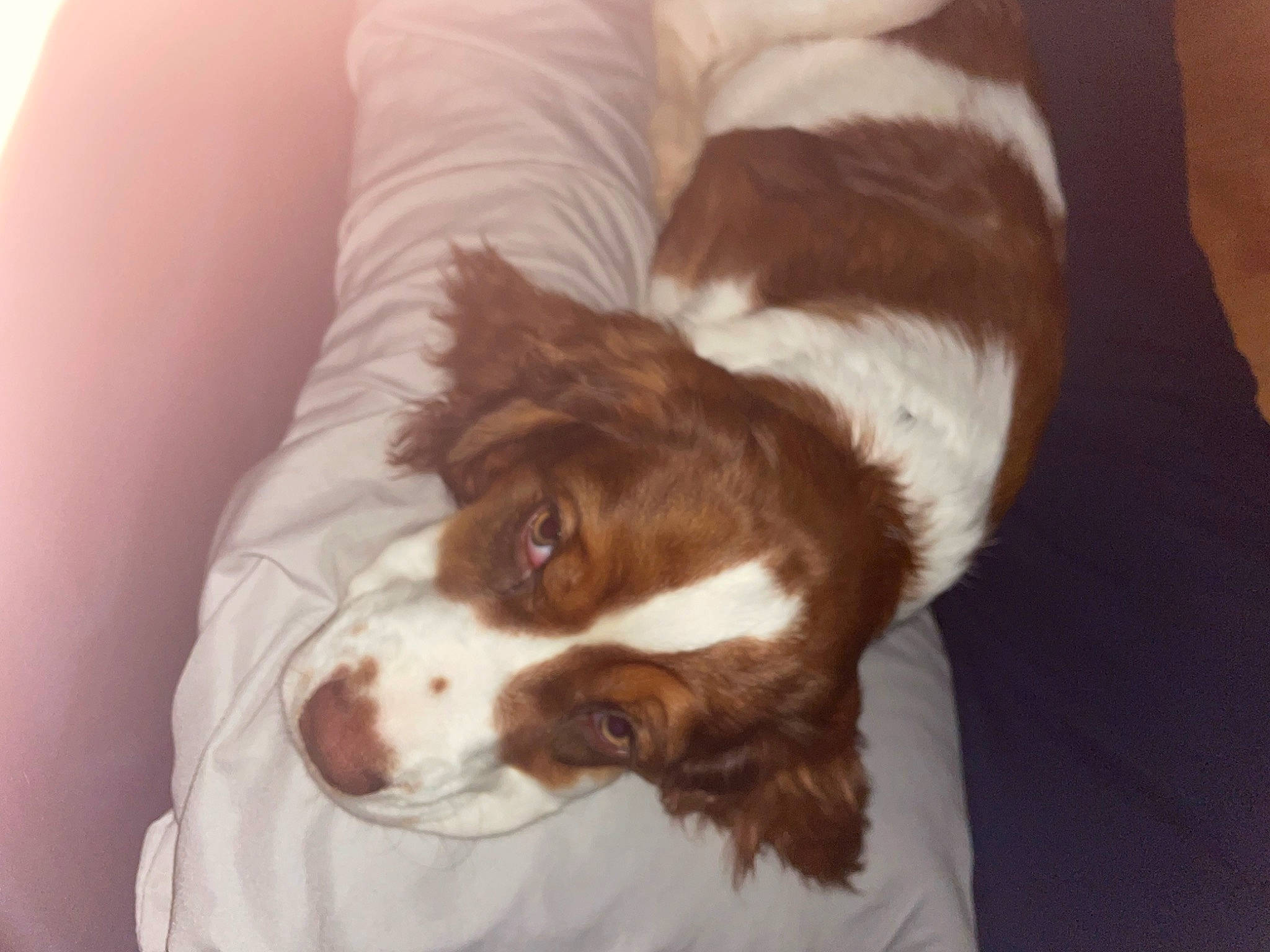 Juliet joined the competition — help win amazing prizes! brown, canidae, carnivore, comfort, companion_dog, dog, dog_breed, fur, irish_red_and_white_setter, liver, snout, spaniel, sporting_group, terrestrial_animal, whiskers, working_animal