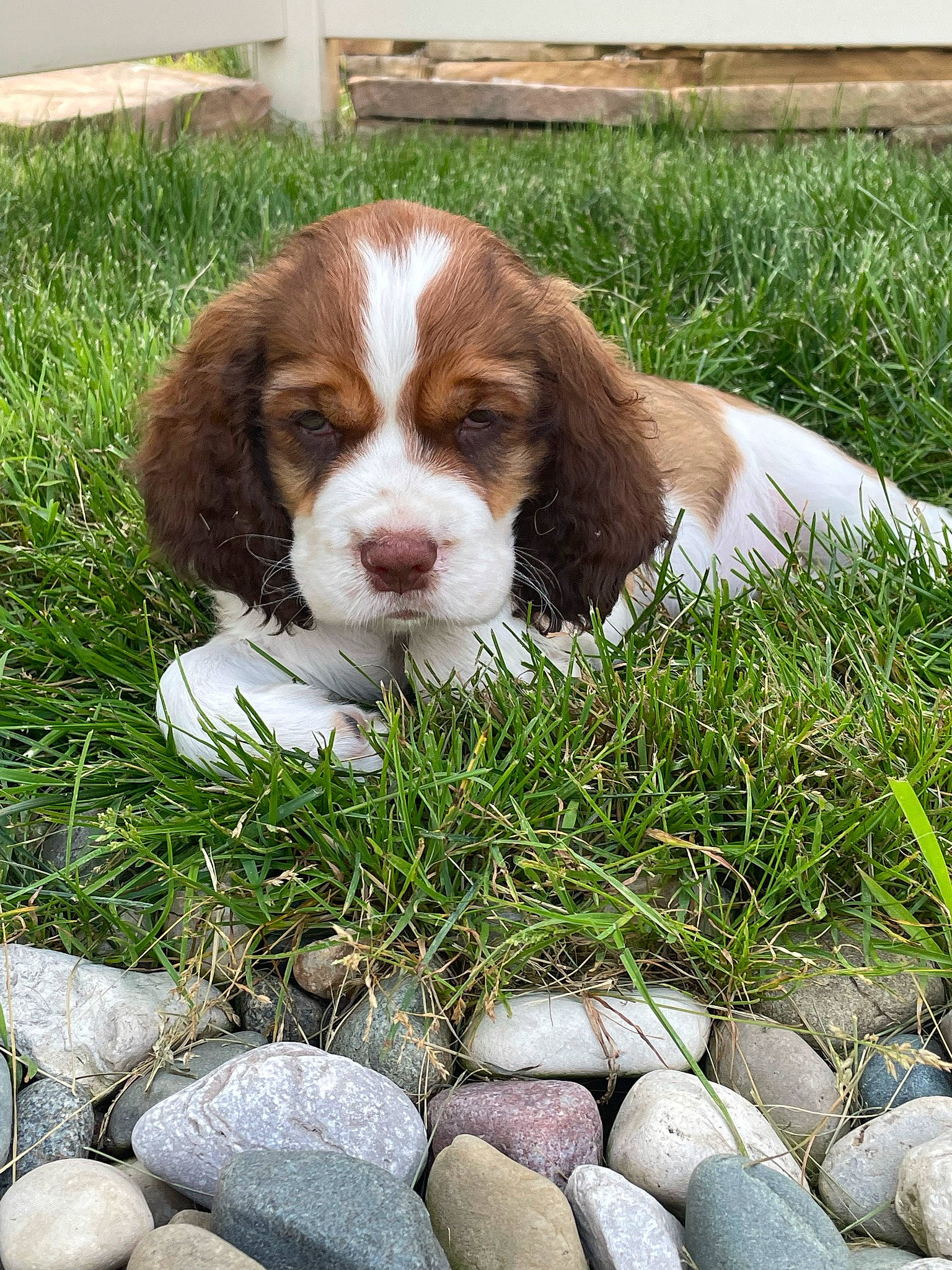 Juliet joined the competition — help win amazing prizes! bedrock, canidae, carnivore, cavalier_king_charles_spaniel, companion_dog, dog, dog_breed, fawn, fur, grass, groundcover, liver, natural_landscape, plant, rock, snout, spaniel, sporting_group, terrestrial_animal