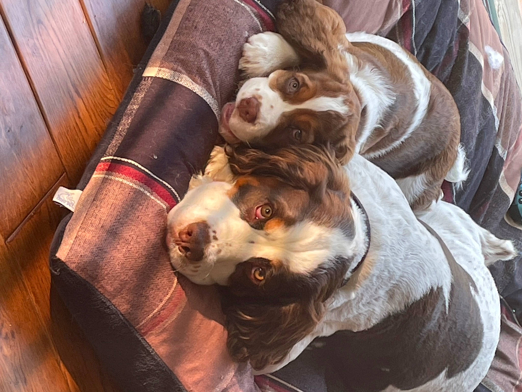 Juliet joined the competition — help win amazing prizes! art, canidae, carnivore, collar, companion_dog, dog, dog_breed, dog_collar, fawn, felidae, fiction, fur, liver, pattern, small_to_medium_sized_cats, sporting_group, toy, whiskers, wood, working_animal