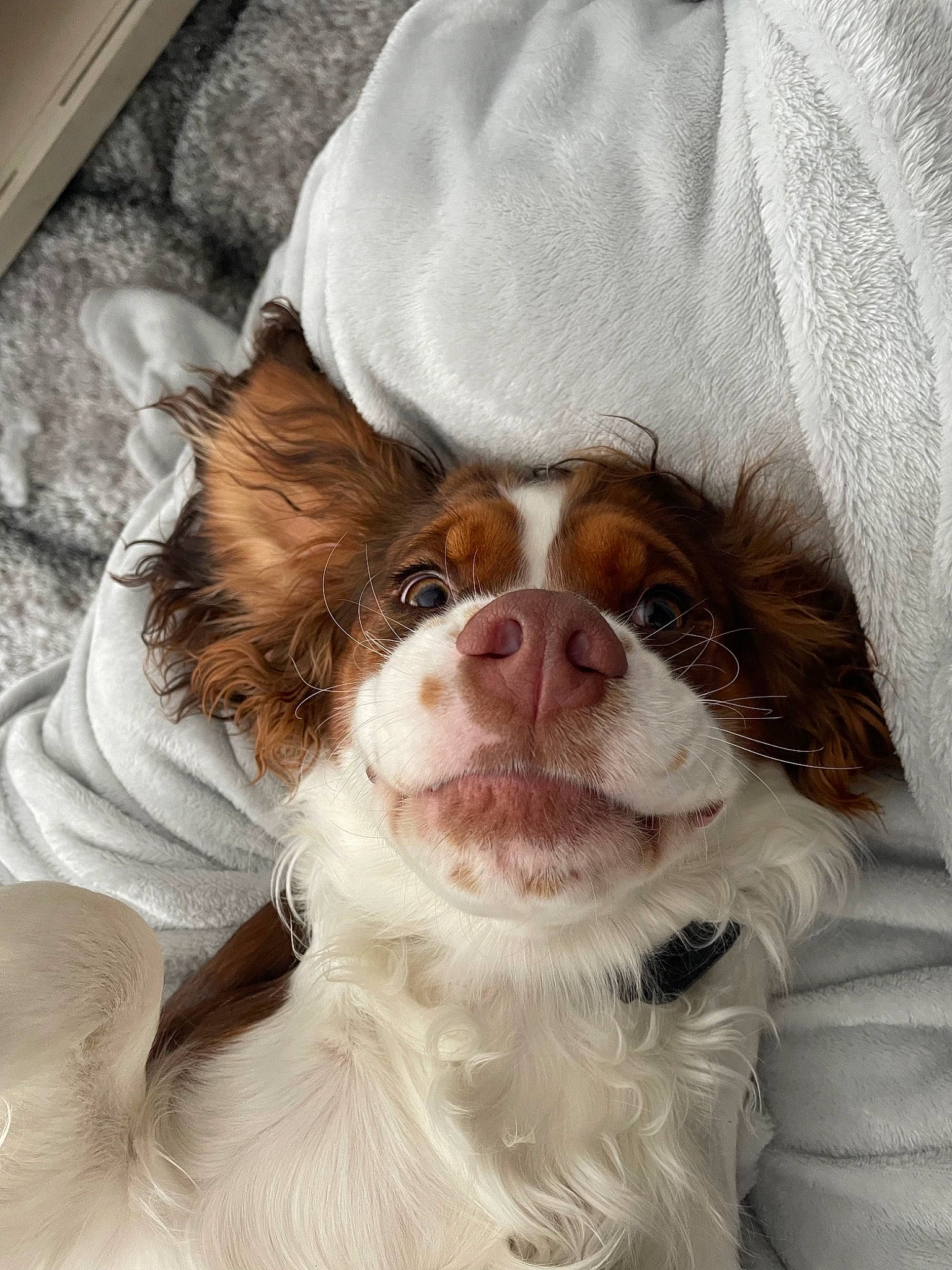 Juliet joined the competition — help win amazing prizes! carnivore, cavalier_king_charles_spaniel, companion_dog, dog, dog_breed, ear, eyewear, fawn, glasses, goggles, liver, mammal, snout, spaniel, sporting_group, sunglasses, toy_dog, vertebrate, whiskers, working_animal