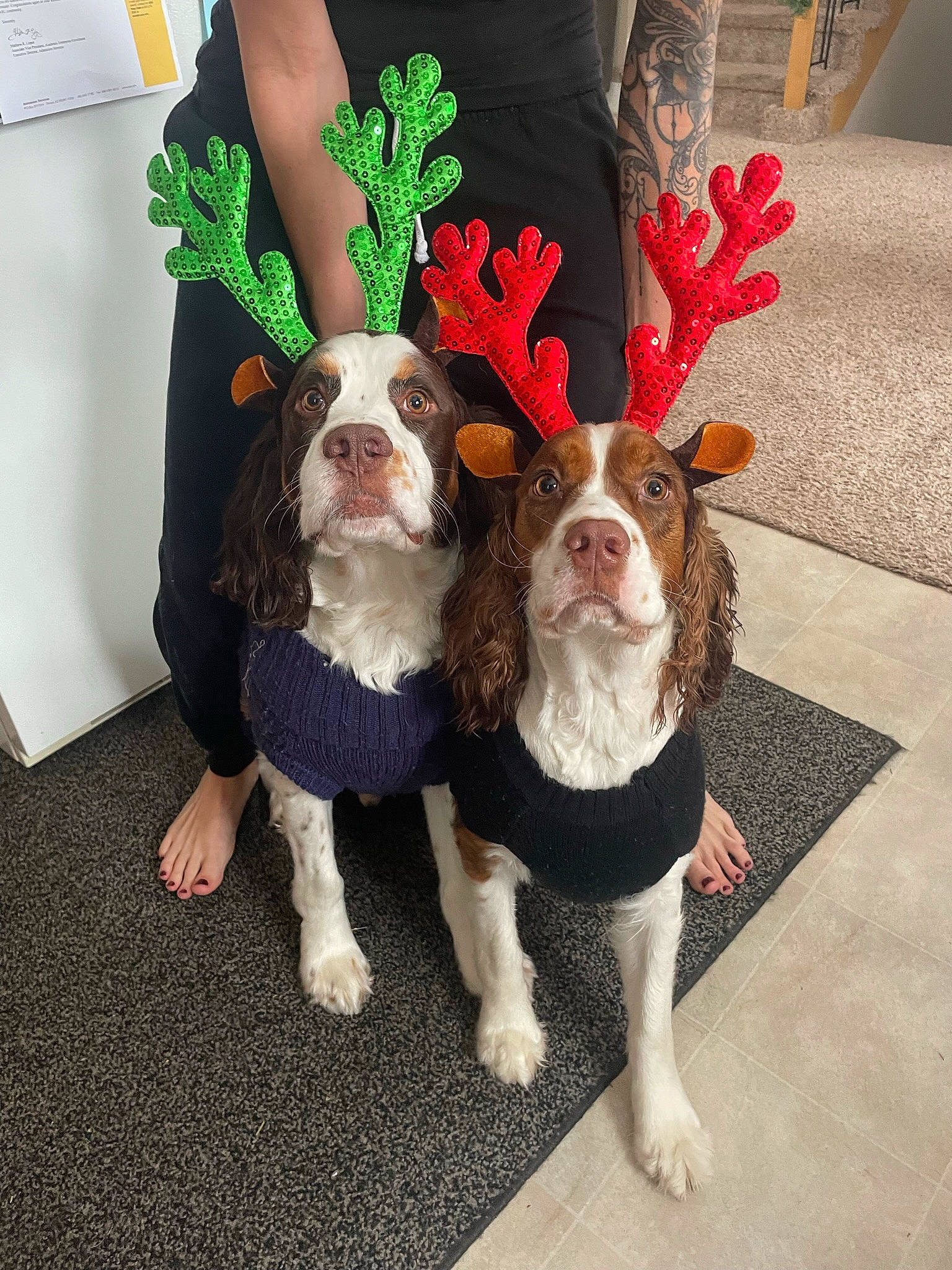 Juliet joined the competition — help win amazing prizes! canidae, carnivore, companion_dog, costume, dog, dog_breed, dog_collar, dog_supply, fawn, fictional_character, flooring, fur, leash, liver, snout, spaniel, sporting_group, tail, toy_dog, working_animal