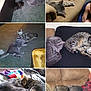 Flash joined the competition — help win amazing prizes! cat, cats, indoor, sofa, carpet, sleeping, resting, playing, feline, pet, cozy, companion, blanket, couch, furniture, tabby, gray_cat, animal, cute, home