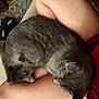Flash is registered to the contest to win money with this photo: cat, gray_cat, sleeping, curled_up, legs, human_legs, indoor, carpet, slippers, relaxation, pet, fur, whiskers, cozy, resting, domestic_animal, home, comfort, animal, nap