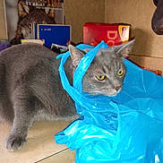 Flash joined the competition — help win amazing prizes! cat, gray_cat, plastic_bag, kitchen_counter, calendar, box, snack_box, household_items, indoor, animal, pet, curious, unimpressed, feline, yellow_eyes, fur, whiskers, ears, standing, blue