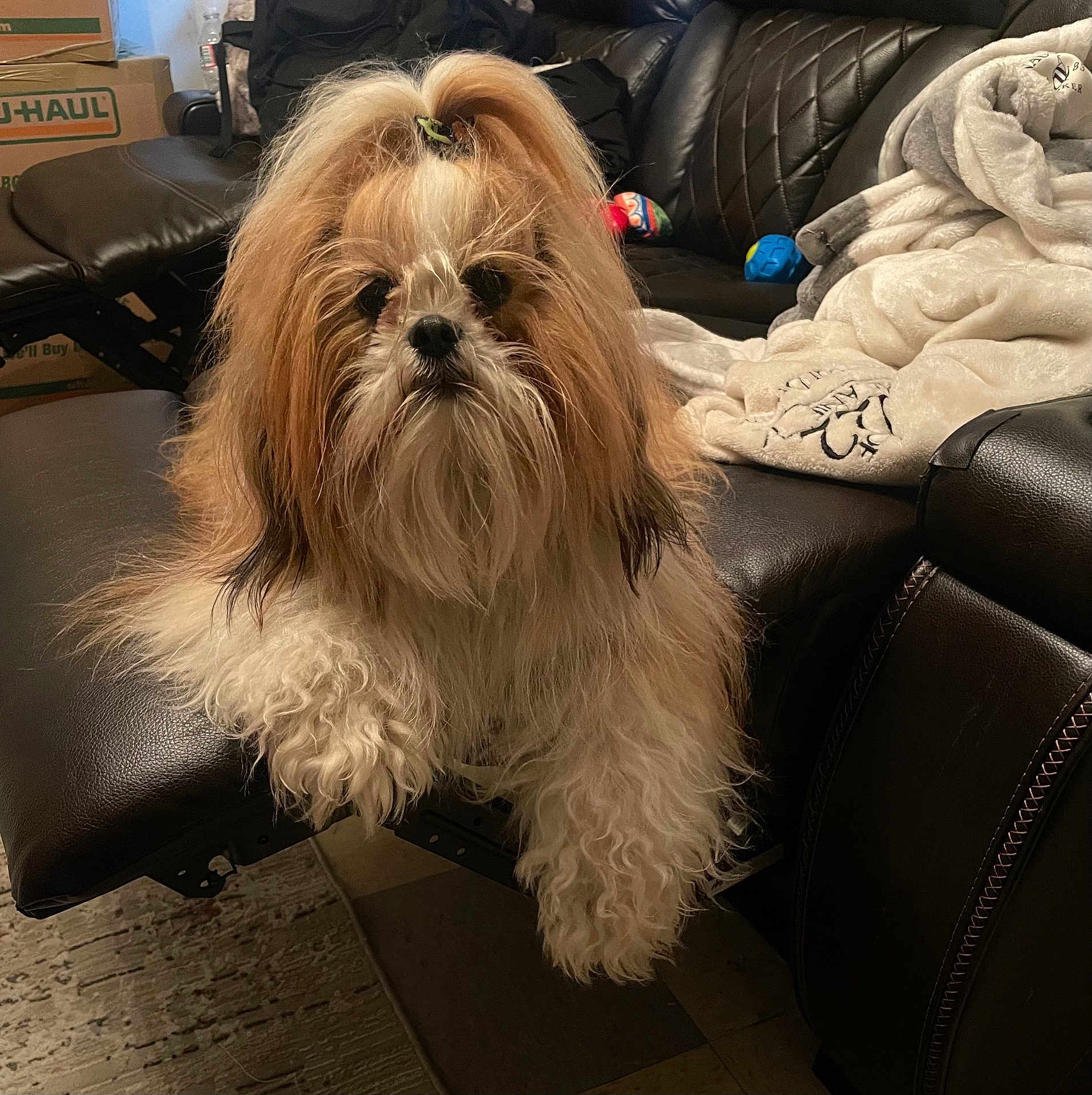 Pumkin joined the competition — help win amazing prizes! dog, shih_tzu, long_hair, pet, fur, paw, couch, blanket, living_room, toy, cardboard_box, upholstery, recliner, portrait, indoor, cute, mop_like_fur, white_brown, sitting, groomed