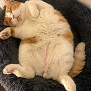 Charlie is registered to the contest to win money with this photo: cat, sleeping, orange_and_white, fluffy, pet_bed, relaxed, indoor, cute, animal, feline, paw, tail, cozy, resting, domestic_cat, fur, whiskers, comfort, nap, soft